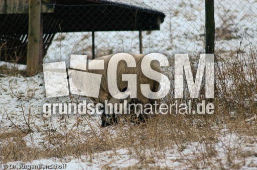 Schaf (29 von 61).jpg